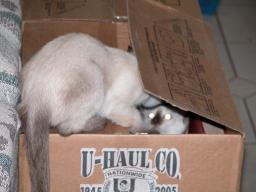 kittens - 071307 32